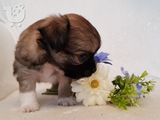 PoulaTo: Longhaired Chihauhua κουτάβια για πώληση